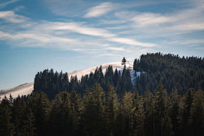 Scenic view of forest against sky