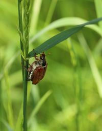 Close-up of insect on plant