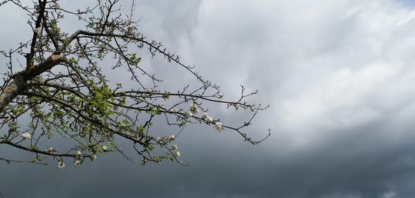 Low angle view of plant against sky