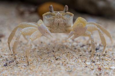 Close-up of crab on sand