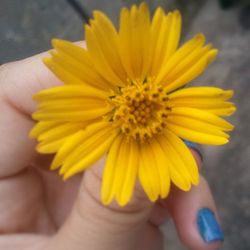 Close-up of cropped hand holding daisy