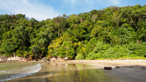 Trees growing at beach