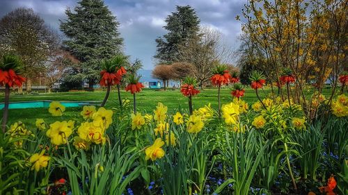 Yellow flowers blooming on field