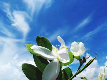 Low angle view of white flowering plant against blue sky