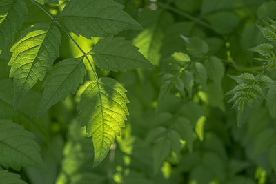 leaf
