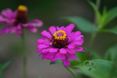 Close-up of honey bee on purple flowering plant