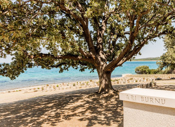 Tree on beach by sea