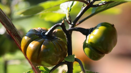 Close-up of fruit growing on plant