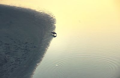 Reflection of trees in water