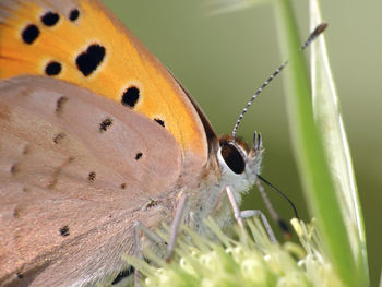 Close-up of butterfly perching on plant