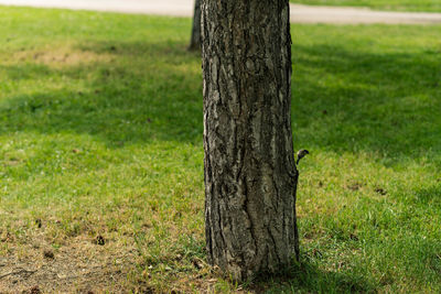 Lizard on tree trunk