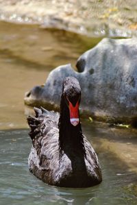 Close-up of duck drinking water