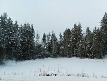 Trees on snow covered land against sky