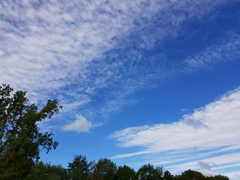 Low angle view of trees against blue sky