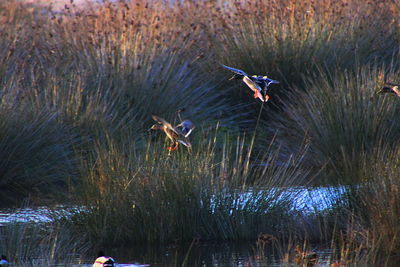 High angle view of birds flying over lake