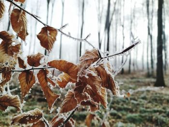 Close-up of dry leaves on snow covered land