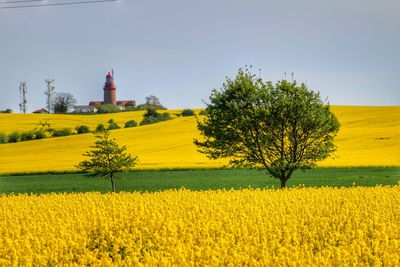 Oilseed rape field against clear sky on sunny day