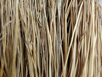 Full frame shot of dry plants