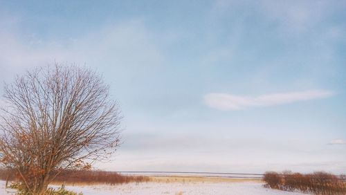 Bare tree on field against sky