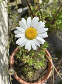 Close-up of white daisy flower