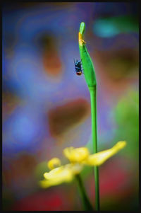 Close-up of insect on plant