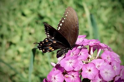 Close-up of butterfly pollinating on pink flower