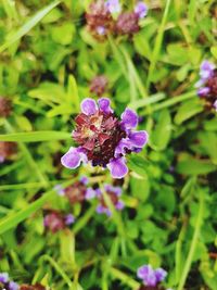 Close-up of purple flowers blooming outdoors