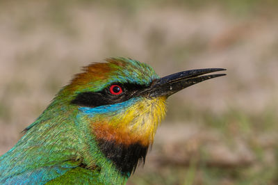 Close-up of bird perching on field