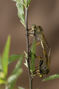 Close-up of insect on plant