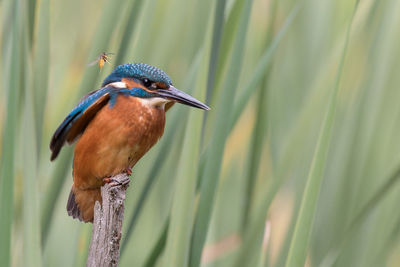 Close-up of kingfisher perching on wood