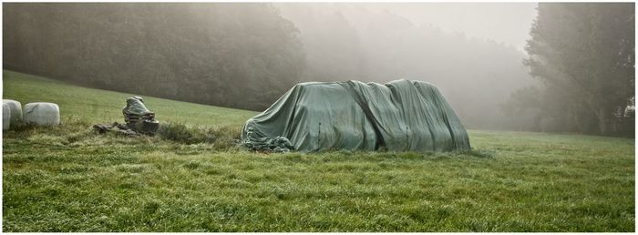 View of trees on field