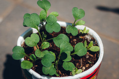 High angle view of potted plant