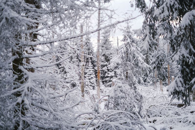 Snow covered tree