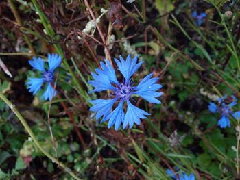 High angle view of blue flowering plant on field