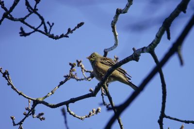 Low angle view of bird perching on branch