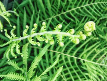 Close-up of fern leaves