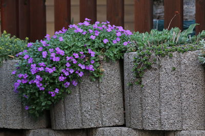 Close-up of potted plants