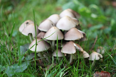 Close-up of mushrooms growing on field