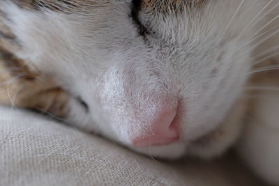 Close-up of cat sleeping