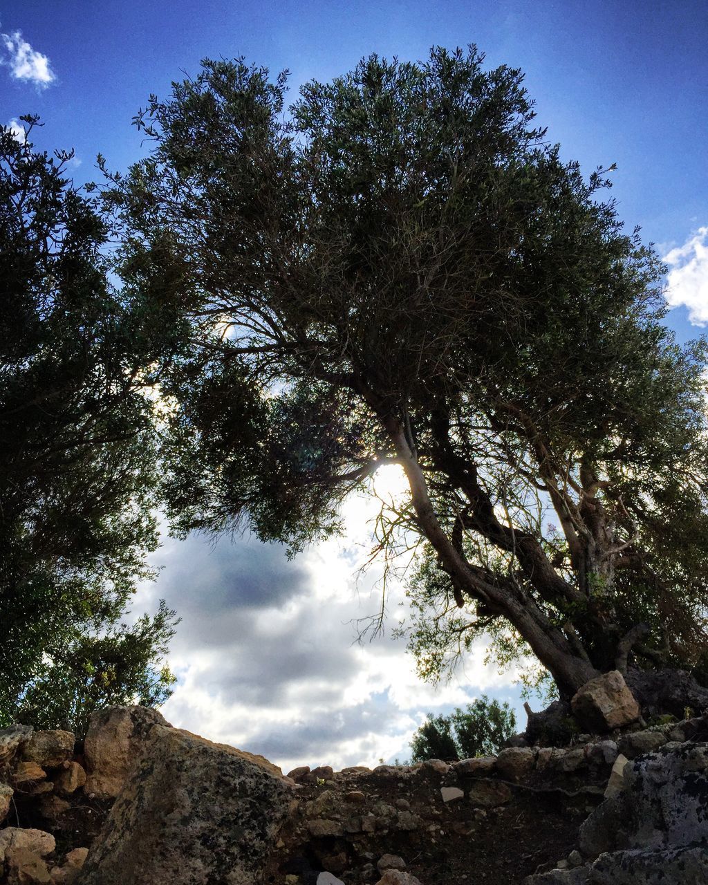 LOW ANGLE VIEW OF TREES AGAINST ROCKS