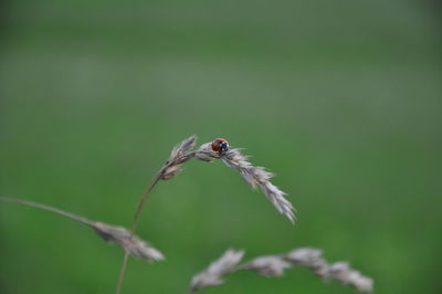 Close-up of bird on plant