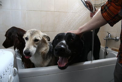 Group of people with dogs in bathroom