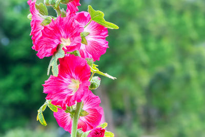 Close-up of pink hibiscus flower