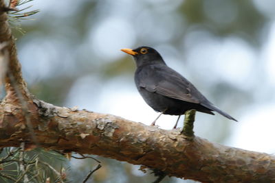 Low angle view of bird perching on branch