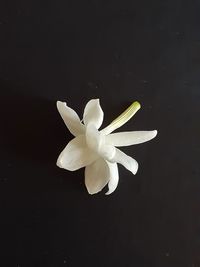 Close-up of white flower against black background