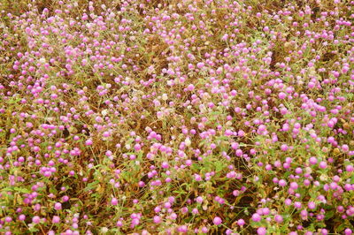 Close-up of pink flowering plants on field