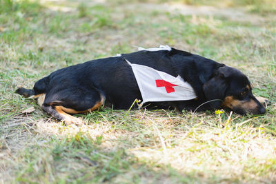 A black dog with a red cross sign.