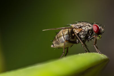 Macro shot of housefly on plant