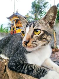 Close-up portrait of a cat