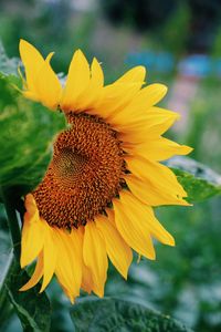 Close-up of sunflower